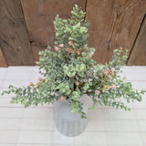 Eucalyptus and Pink Buds Pick
