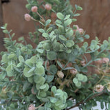 Eucalyptus and Pink Buds Pick