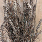 Foxtail Bush: Orange